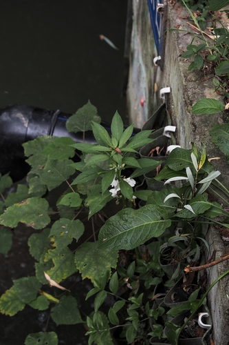 Garden balsam