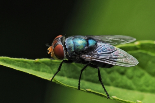 Oriental Latrine Fly
