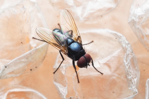 Hydrotaea chalcogaster