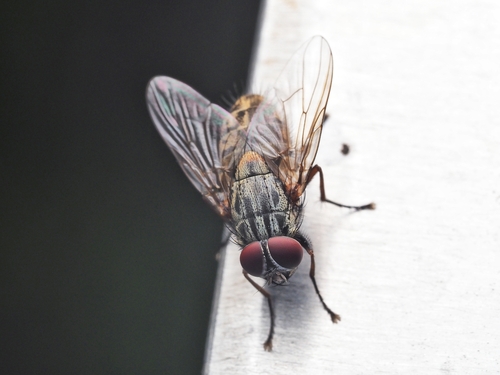 False Stable Fly