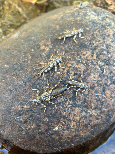 iNaturalist observation photo of Common Stoneflies