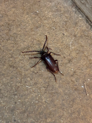 iNaturalist observation photo of California Root Borer