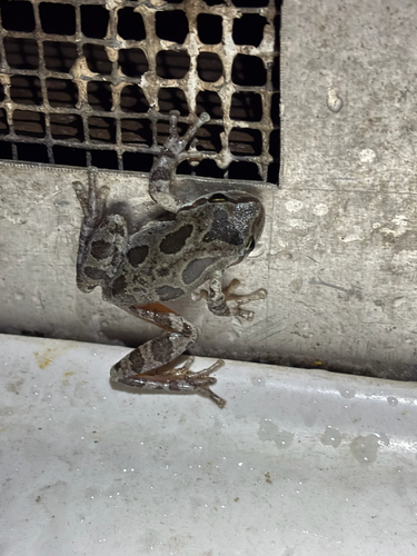 iNaturalist observation photo of Pacific chorus frog