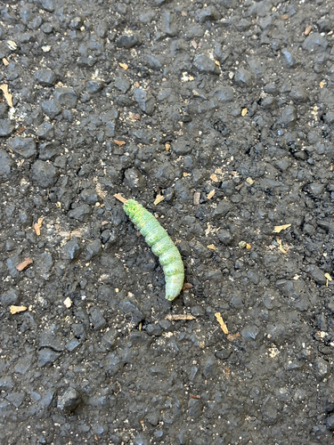 iNaturalist observation photo of White-dotted Prominent
