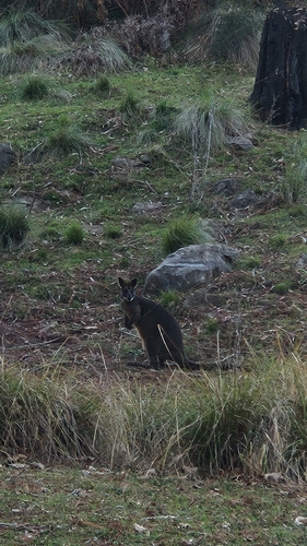 Swamp Wallaby
