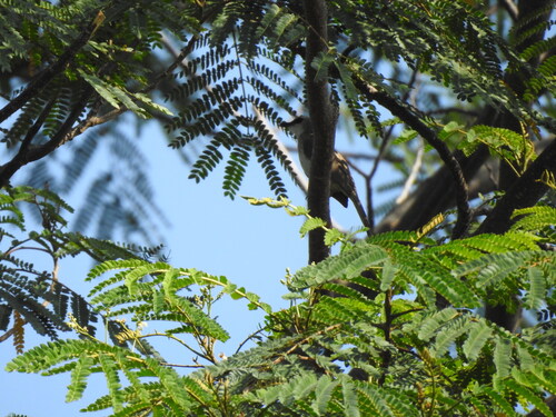 Yellow-vented Bulbul