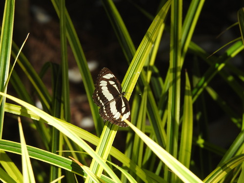 Common Sailer