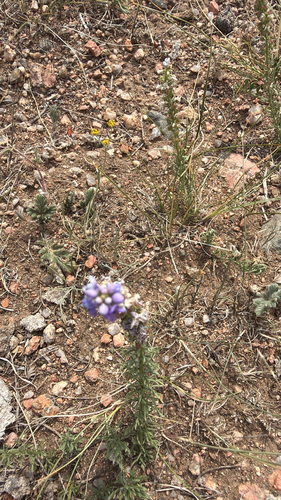 Veronica pinnata