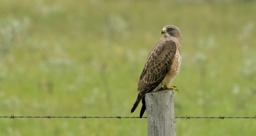 Swainson's Hawk