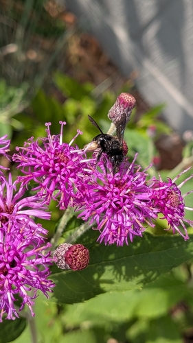 Two-spotted Longhorn Bee