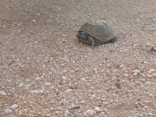 Ornate Box Turtle