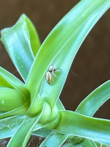 Buttonhook Leafbeetle Jumping Spider