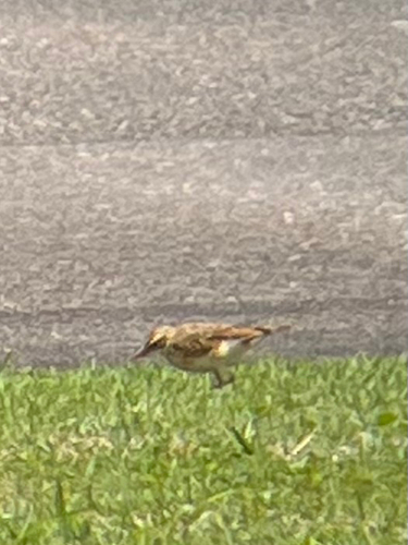 Paddyfield Pipit