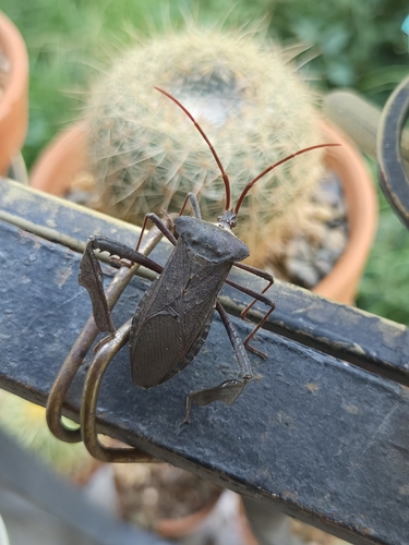 Giant leaf-footed bug