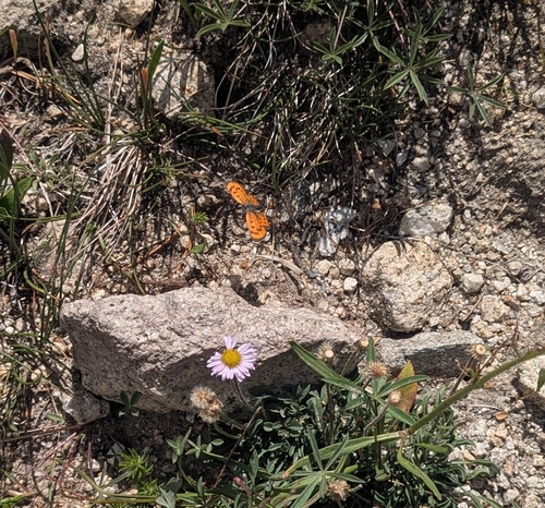 iNaturalist observation photo of Lustrous Copper