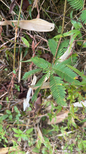 Sensitive Plant