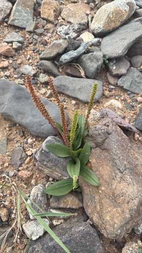 Chinese plantain