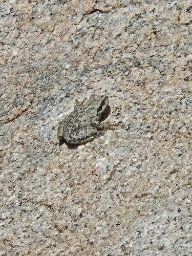 iNaturalist observation photo of Pacific chorus frog