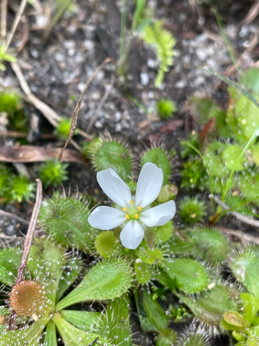 scented sundew