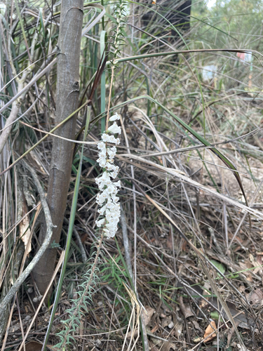 Common Heath