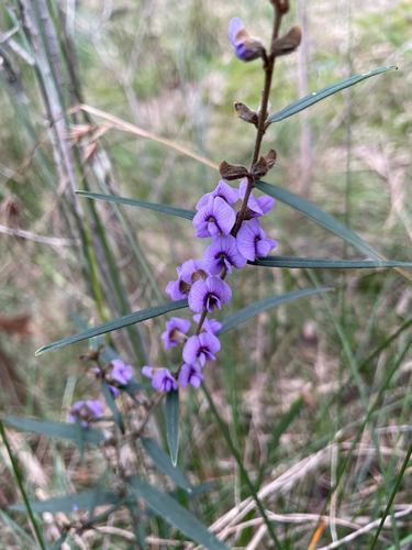 common hovea
