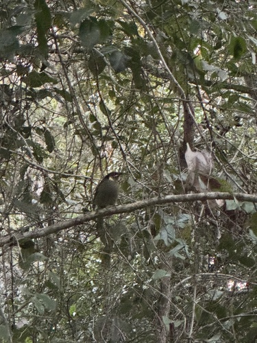 Lewin's Honeyeater