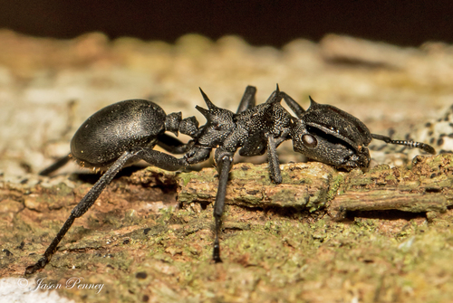 Giant Turtle Ants (Complex Cephalotes atratus) · iNaturalist