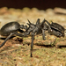 Giant Turtle Ants - Photo (c) Jason Penney, all rights reserved