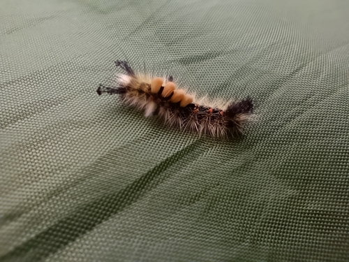 Rusty Tussock Moth