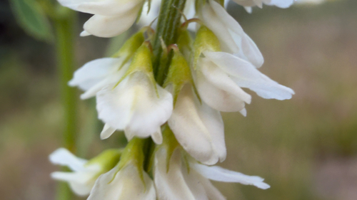 White Sweetclover