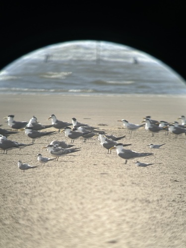 Little Tern