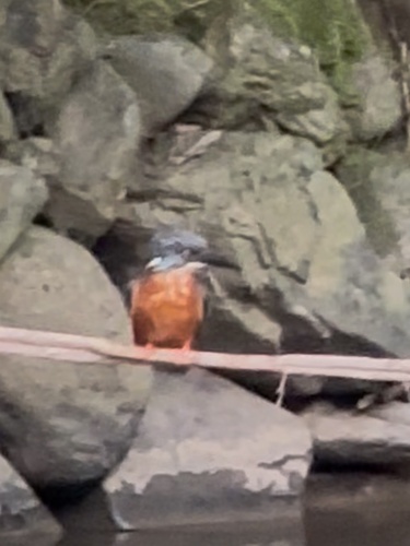 Blyth's Kingfisher