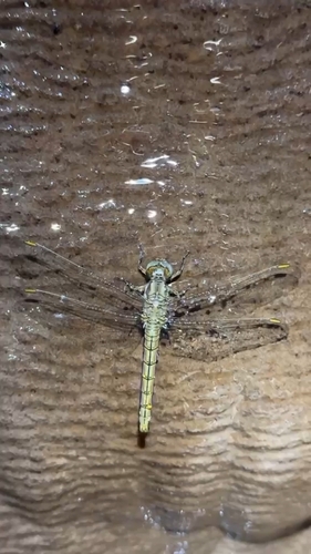 Keeled Skimmer