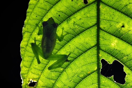 Chapa bubble-nest frog