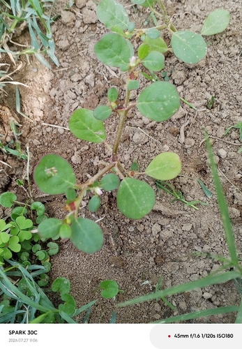 desert horse purslane