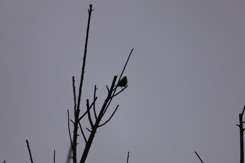 Buff-throated Warbler