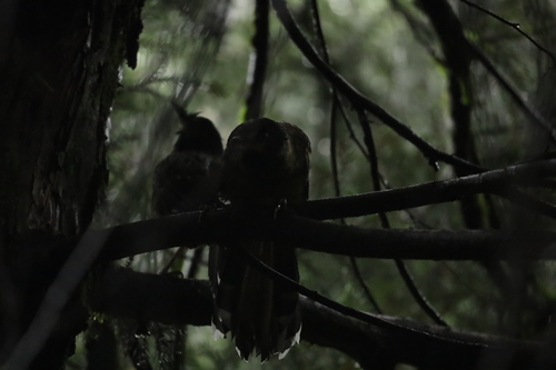 Spotted Laughingthrush