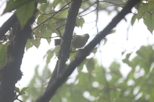 Red-tailed Minla