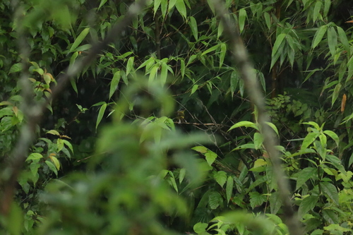 Gray-crowned Warbler