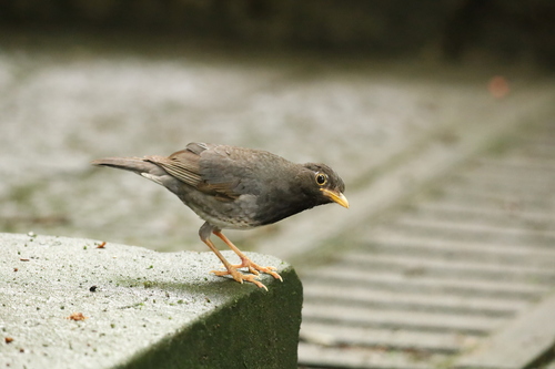 Japanese Thrush
