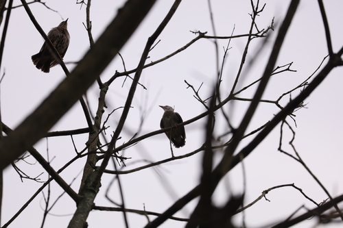 Red-billed Starling