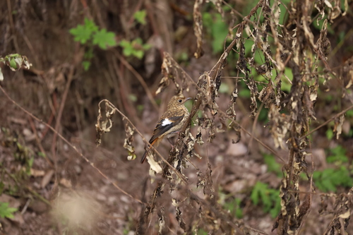 Daurian Redstart