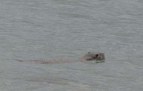 Eurasian Otter