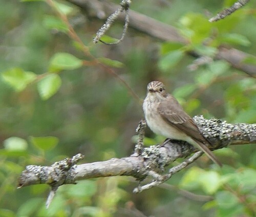 Spotted Flycatcher