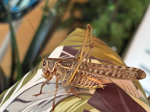 White-faced Bush-cricket