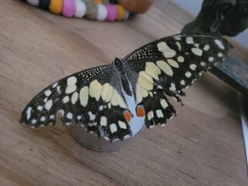 Lime Swallowtail