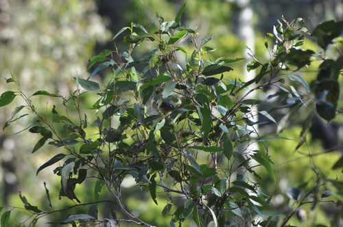 Spotted Pardalote