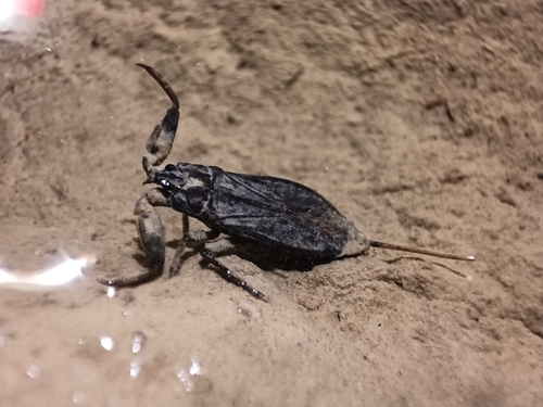 Eurasian Water Scorpion
