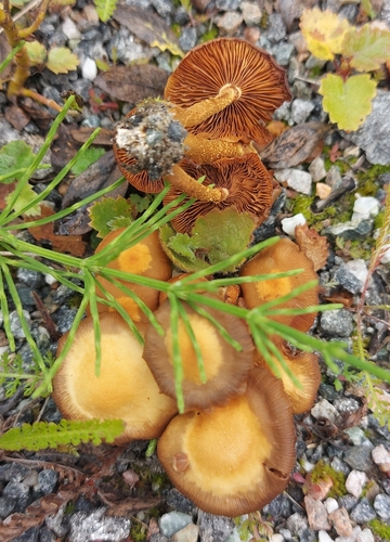 Sheathed Woodtuft