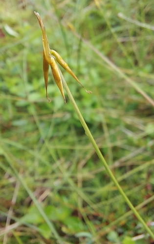 few-flowered sedge